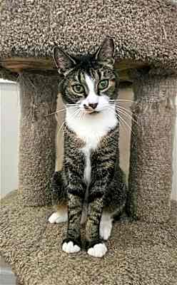 Photo of Hudson #image