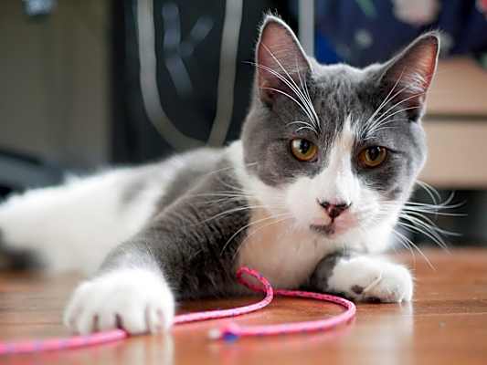 Photo of Socks #image