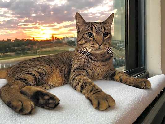 Photo of PICKLES #image