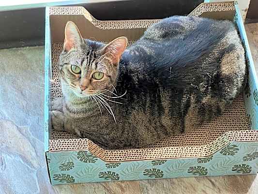 Photo of Nala #image