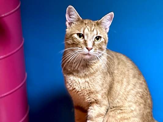 Photo of Tango #image