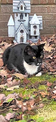 Photo of GOMEZ - ka #image
