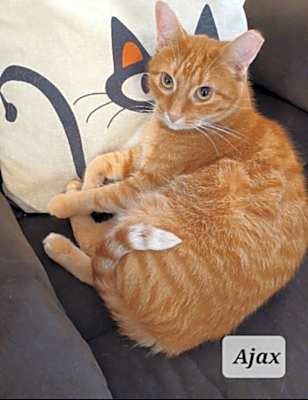 Photo of Ajax - shy & cuddly #image