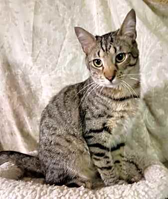 Photo of Gravy #image