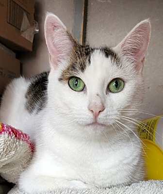 Photo of Peta #image