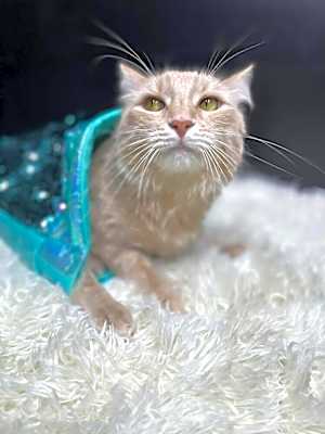 Photo of Shrimp #image