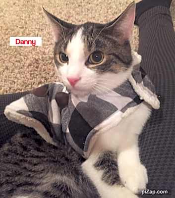 Photo of Danny Wood #image