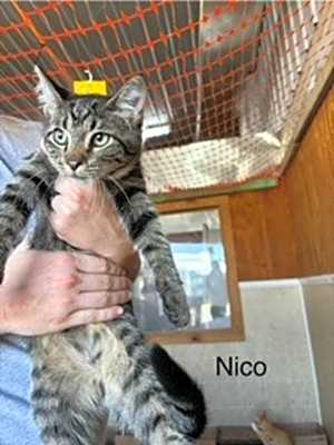 Photo of Nico #image