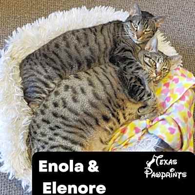 Photo of Bonded Enola & Elenore #image