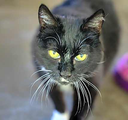 Photo of Gigi Bonnie #image