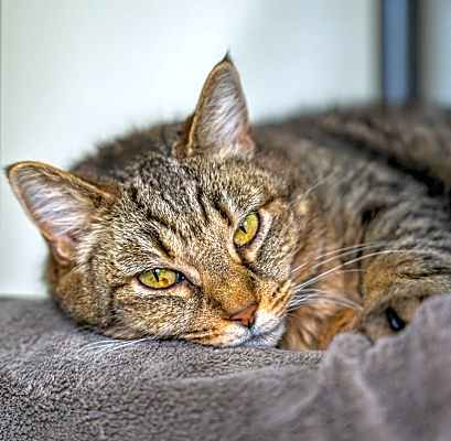 Photo of Riska #image