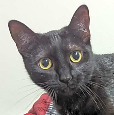 Photo of Moxie #image