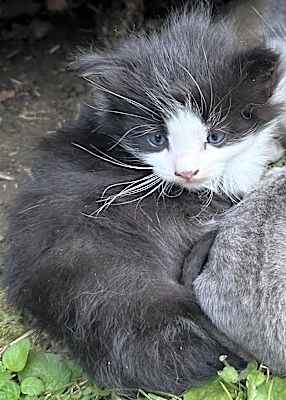 Photo of Tux #image