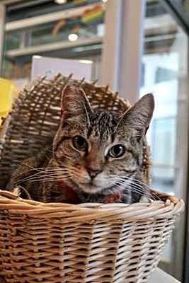 Photo of Penny #image