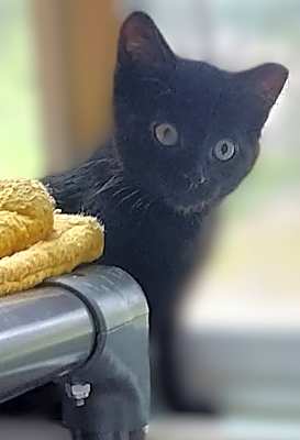 Photo of Fozzie #image