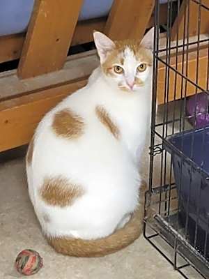 Photo of Hansel #image