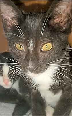Photo of Samwise #image