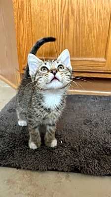 Photo of Mutt the Cat #image