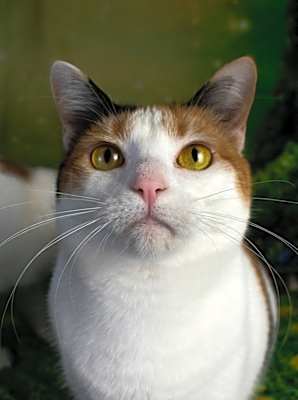 Photo of Miss Lizzy #image