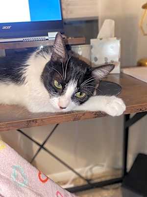 Photo of Poppy Cat #image