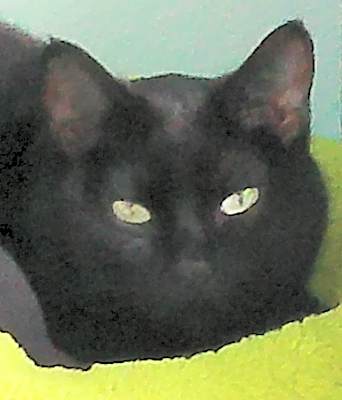 Photo of Onyx #image
