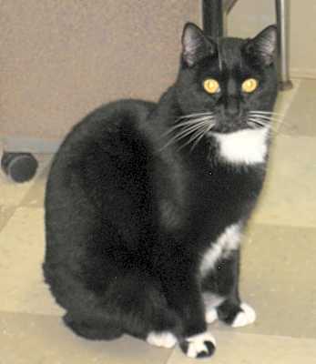 Photo of Shadow #image