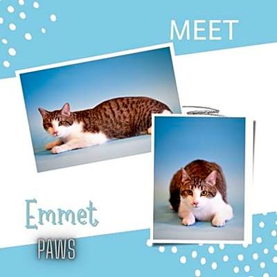 Photo of Emmet #image