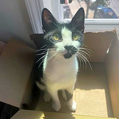 Photo of Suki #image