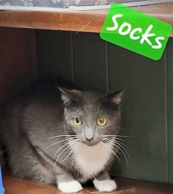 Photo of Socks #image