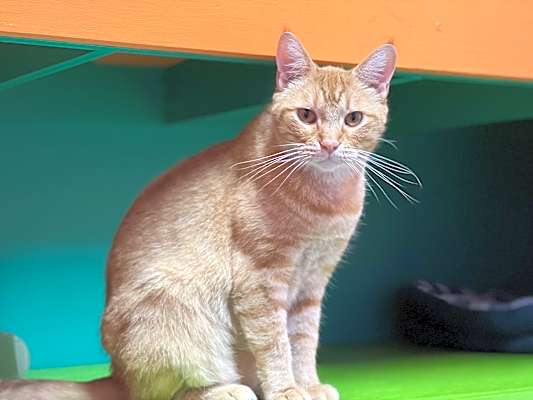 Photo of Sherman #image
