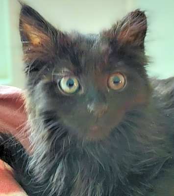 Photo of Kiki #image