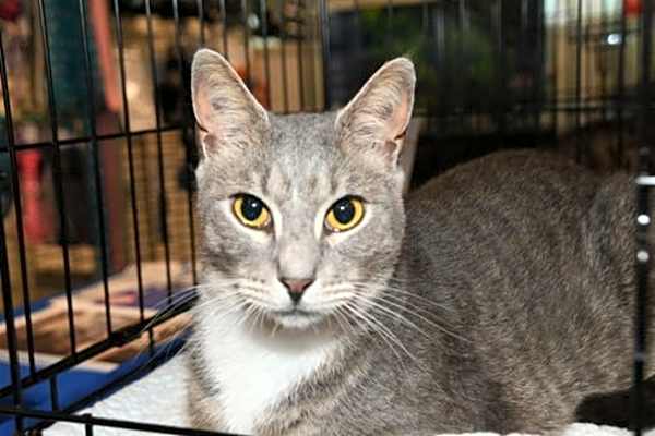Photo of Goose #image
