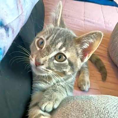 Photo of Skittles #image