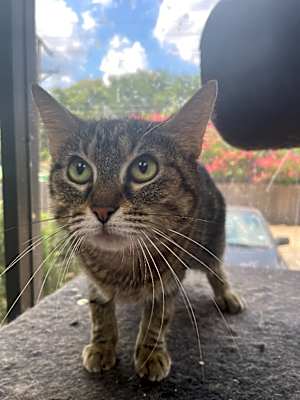 Photo of Ramona #image
