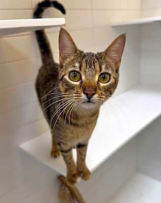 Photo of Cookie #image