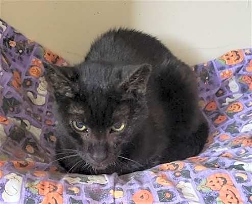 Photo of Tiny Panther #image