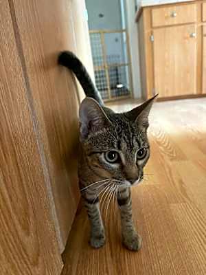 Photo of Jalapeno #image