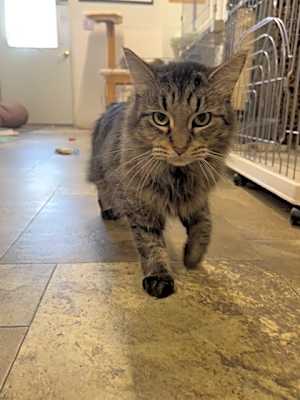 Photo of Muffin #image