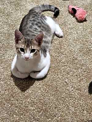 Photo of Alpha #image