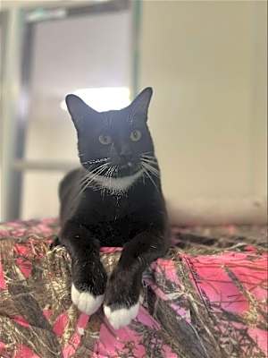 Photo of Bobby Sox #image
