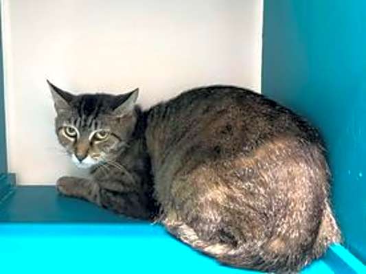 Photo of Tempest #image
