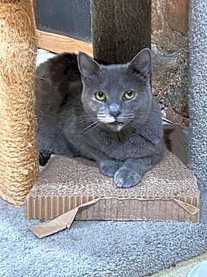 Photo of Zelda (Annex Cat) #image