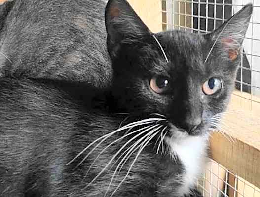 Photo of A-Junie - Barn Cat #image