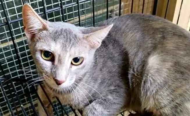 Photo of A-Ellia - Barn Cat #image