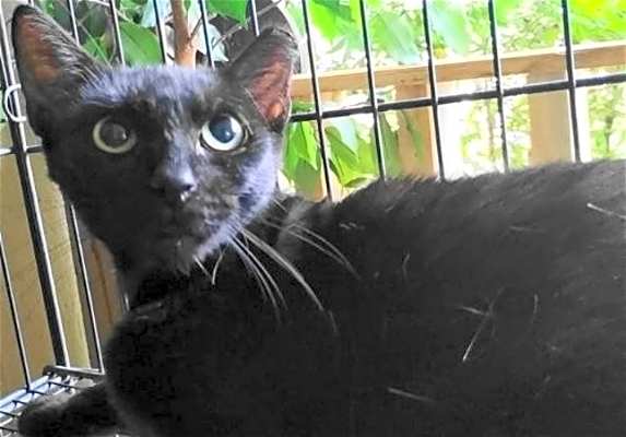 Photo of A-Mitzy Barn Cat #image