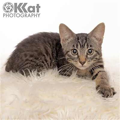 Photo of Otto #image