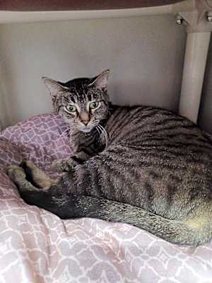 Photo of Heathertail #image