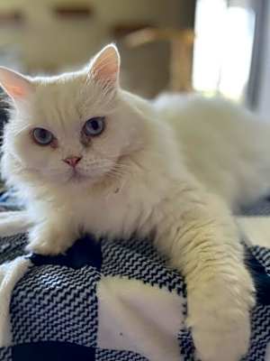 Photo of Thor #image