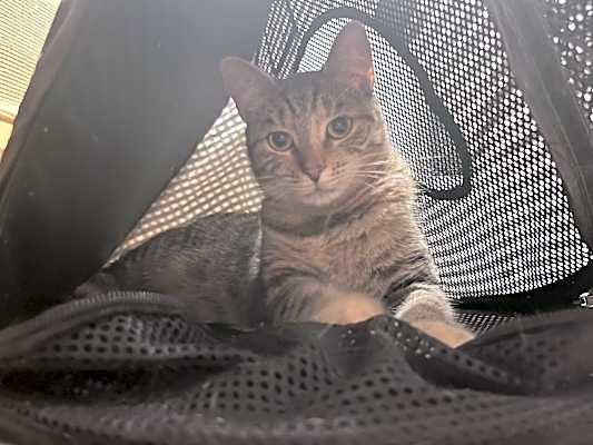 Photo of Thumper #image