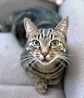 Photo of Cookie #image